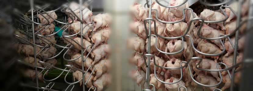Argentina y la UE integran sus sistemas de certificación electrónica: ¡Carne de ave la primera favorecida!