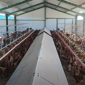 Granja de gallinas ecológicas con los productos de New Farms en Huesca