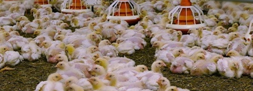 Perspectivas para el mercado avícola mundial: Se prevé será más fuerte en el 2022