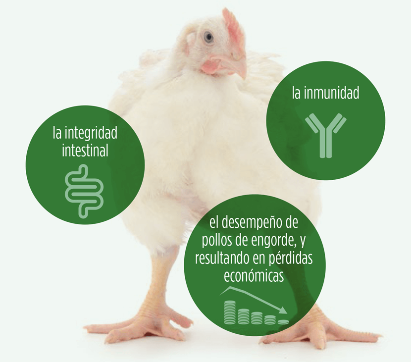 Biomin Micotoxinas en pollos de engorde