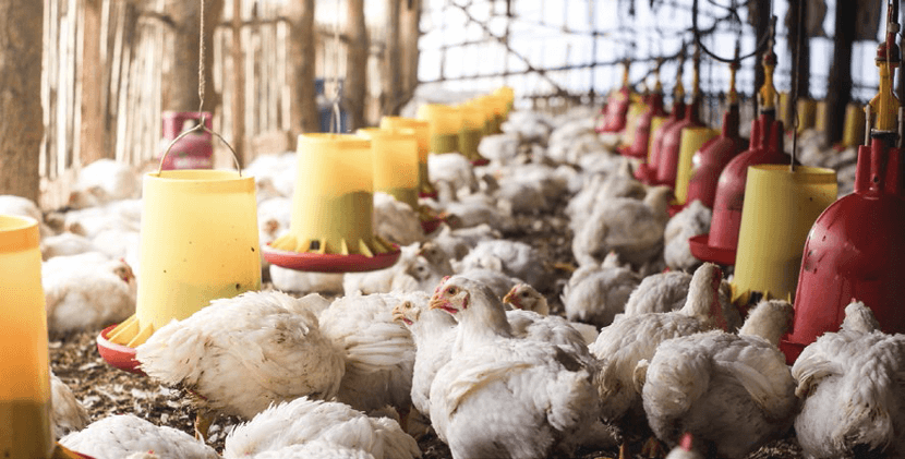 Biomin micotoxinas en pollo de engorde