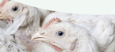 Biomin micotoxinas en pollo de engorde
