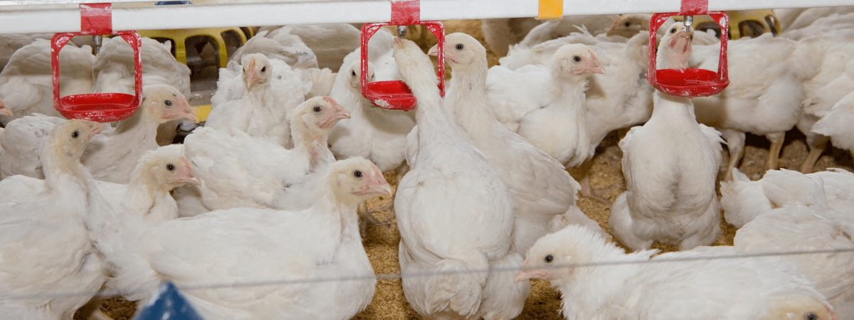 Custos de produção de frangos de corte encerram 2021 em alta