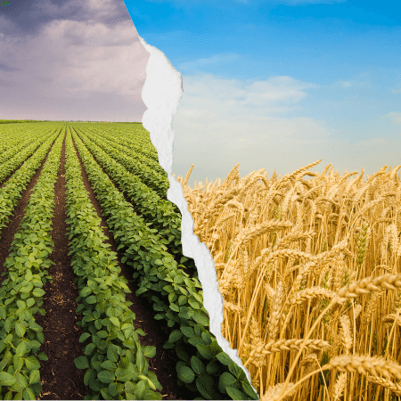 Soja e trigo aumento na produção grãos