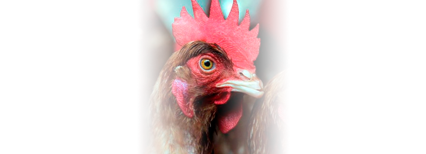 Uruguay: Mueren unas 400.000 gallinas en tres días por la ola de calor
