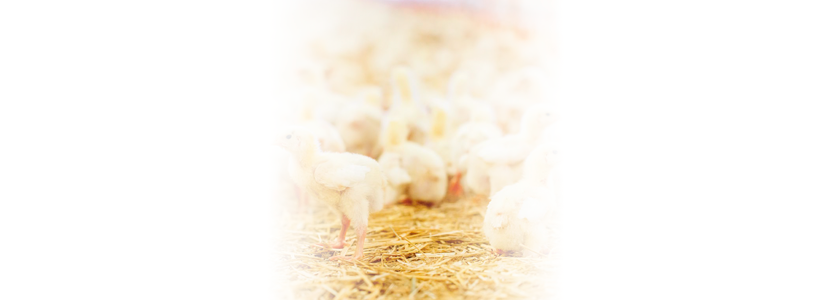 Poultry housing tips: target temperature changes with heating system type