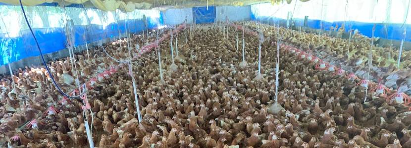 Uruguay: Por fenómeno climático se registra muerte de aves superior al 12% de la producción avícola