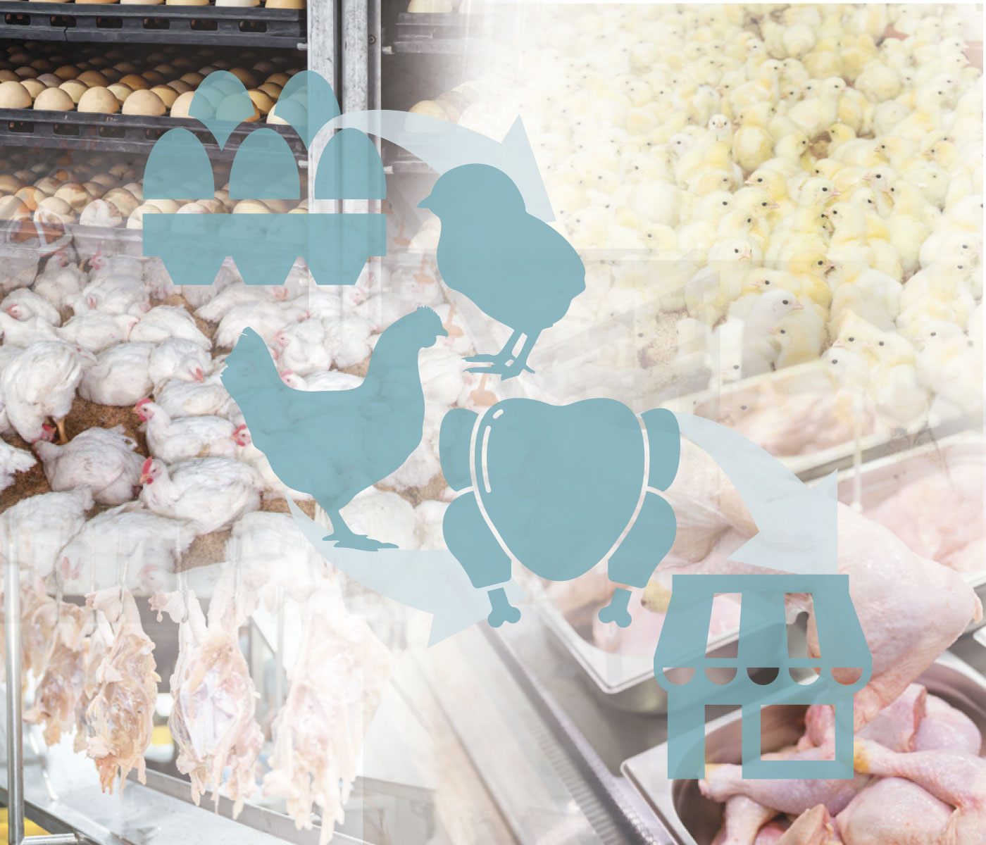 Evaluación cualitativa de riesgos en una cadena productiva de pollo