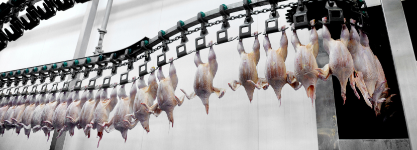 Contaminantes físicos que pueden comprometer la carne de pollo