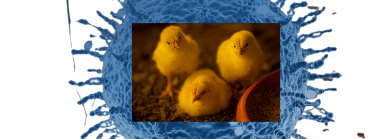 Combate precoce da Doença de Gumboro em aves mitiga prejuízos e aumenta lucratividade