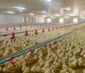 Iamgen Revista Poultry housing tips: target temperature changes with heating system type