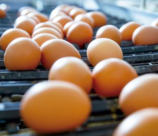 Imagen Revista Aspectos prácticos  de la implementación de SPLIT-FEEDING en ponedoras comerciales