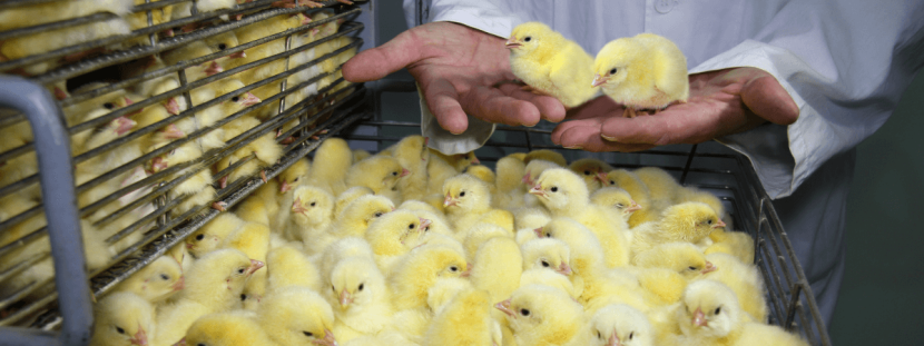 Vacinação das aves no incubatório é garantia de um ciclo livre de doenças e com menos custo de produção