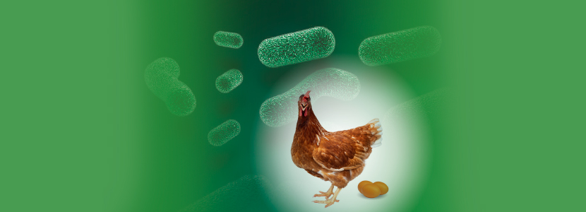 B-Act®: El probiótico de Huvepharma de elección para gallinas ponedoras