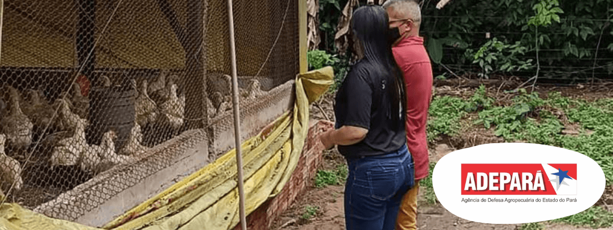 Adepará regulamenta monitoramento de Salmonella em aves