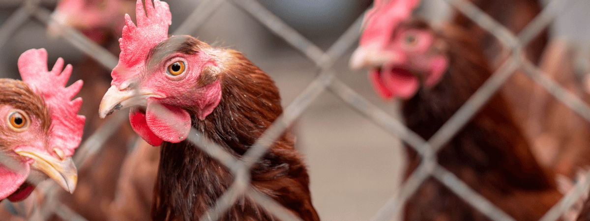 Biosseguridade: Granjas mineiras com até mil aves se destacam