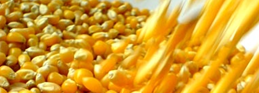 Bolivia, el sector avícola se manifiesta ante escasez de maíz