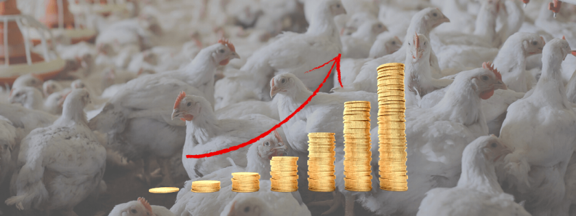 Custo de produção de frangos de corte forte alta