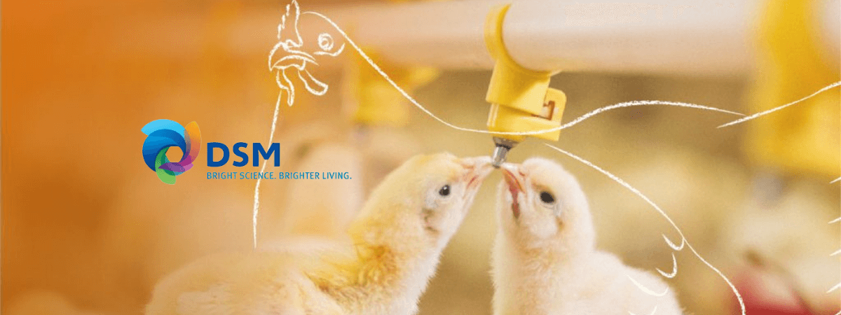 DSM apresenta nova estrutura para o negócio de Nutrição e Saúde Animal