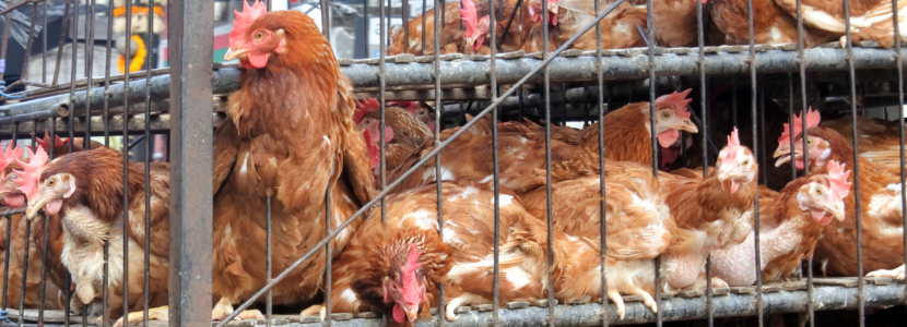 Guatemala-ingreso-ilegal-productos-avícolas-perjudica-avicultura