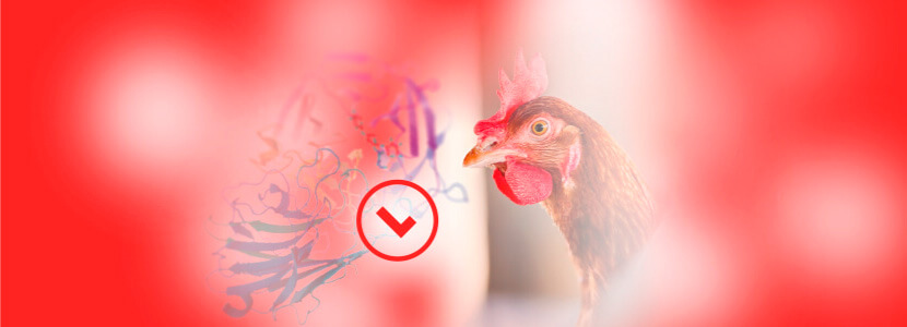 Una solución multienzimática única para apoyar el rendimiento de las gallinas ponedoras alimentadas con dietas complejas