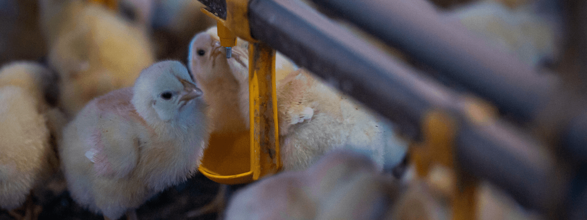 Diagnóstico correto das síndromes respiratórias ajuda a evitar prejuízos na produção avícola