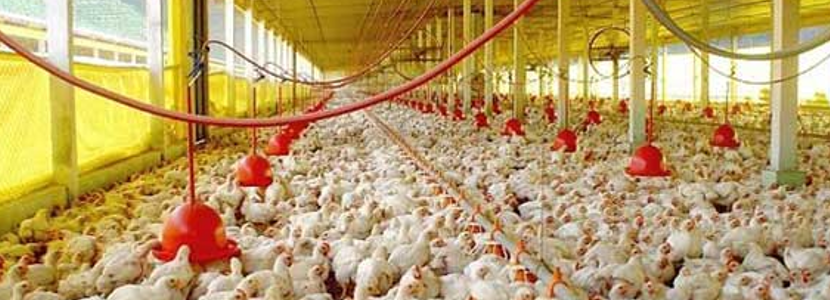 avicultura-dominicana-gobierno-acuerdan-garantizar-seguridad-alimentaria