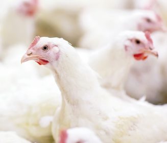 Iamgen Revista ¿Nos permite el ácido guanidinoacético ahorrar energía en las formulaciones para pollos?