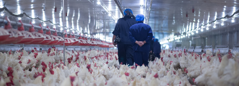 Bioexclusion and biocontainment measures to protect poultry health