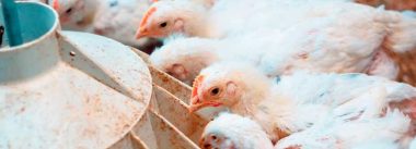 Imagen Revista Beneficios de usar un emulsionante nutricional en broilers