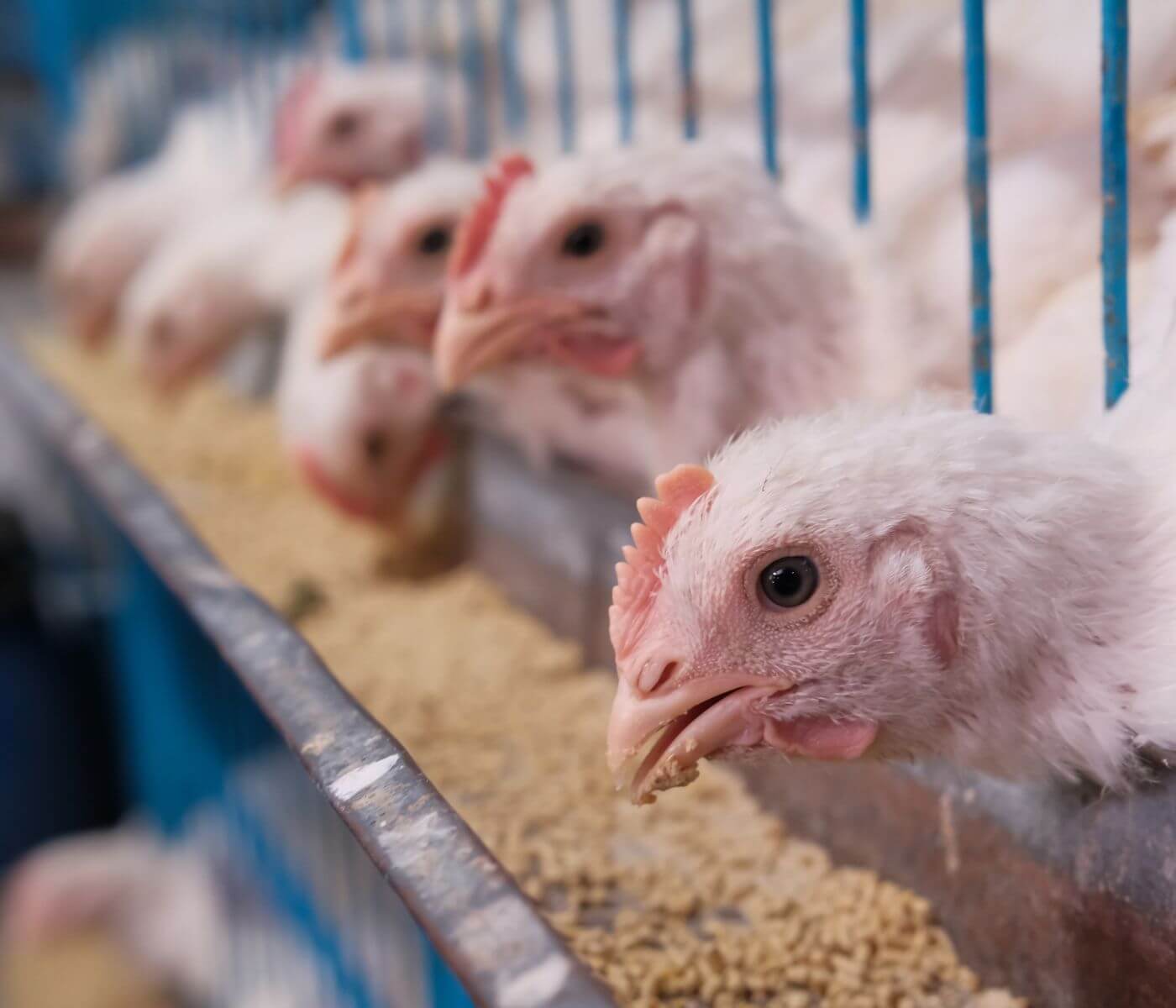 Participation of the ingredients used in poultry on intestinal health