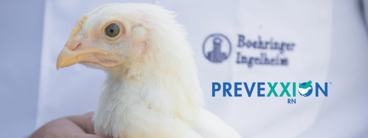 Boehringer Ingelheim lança a vacina PrevexxionTM RN no Brasil, que previne a Doença de Marek em aves de vida longa