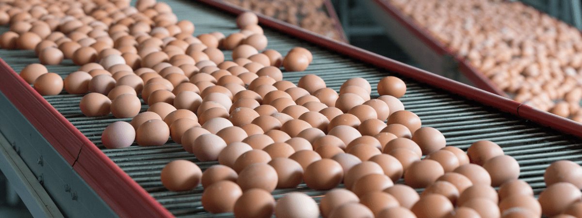 Brasil produziu 47,76 bilhões de ovos de galinha em 2021
