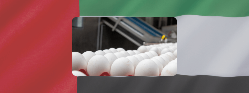 Emirados Árabes maior importador de ovos