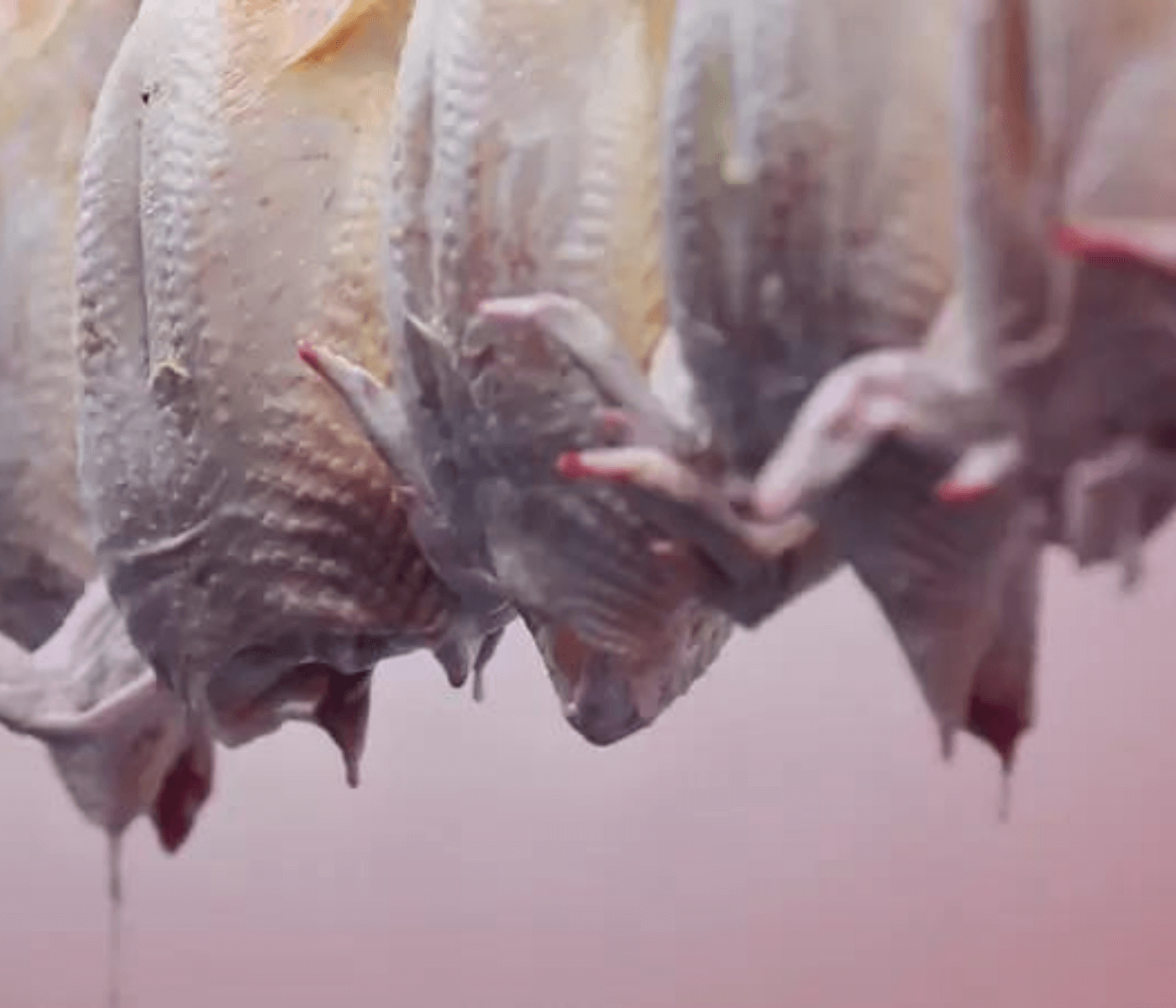 Processo de evisceração de aves: principais cuidados para garantir qualidade e reduzir perdas na indústria avícola