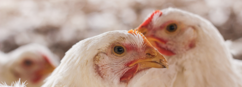 EE.UU. Reportan nuevos brotes de Influenza Aviar en gallinas ponedoras y pollos de engorde