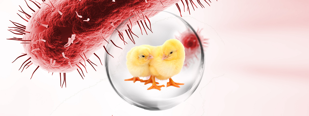 A importância da saúde intestinal na produção avícola