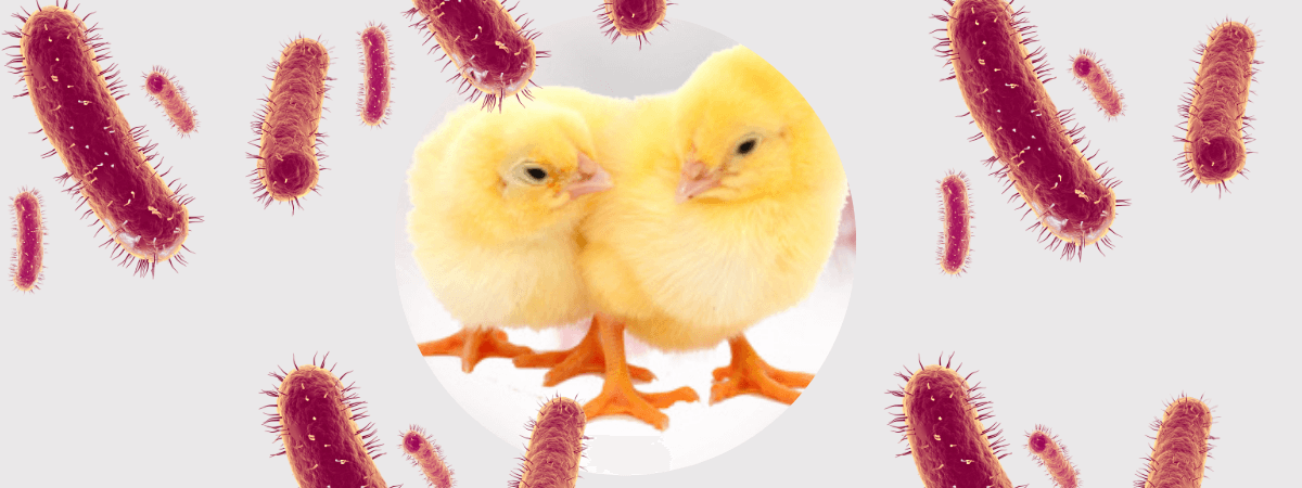 A importância da saúde intestinal na produção avícola – Parte 2