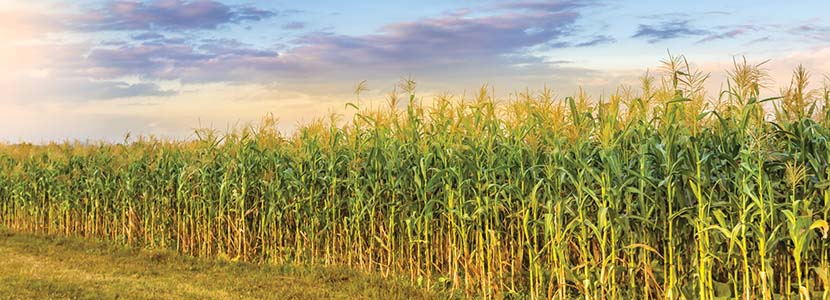 Importación de maíz
