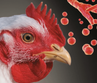 Iamgen Revista Manejo e cuidados na criação de frangos de corte com foco em prevenir quadros de aerossaculite
