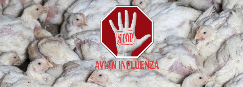 panamá-emite-alerta-sanitaria-prohibe-inportaciones-avícolas-ante-influenza-aviar