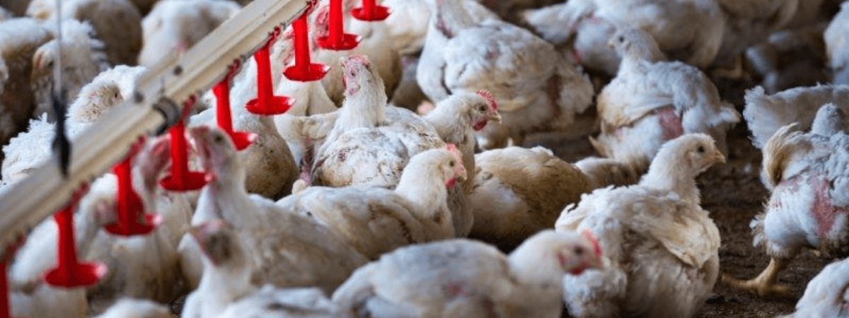 Enterite necrótica pode causar prejuízos de até US$ 2 bi à indústria avícola