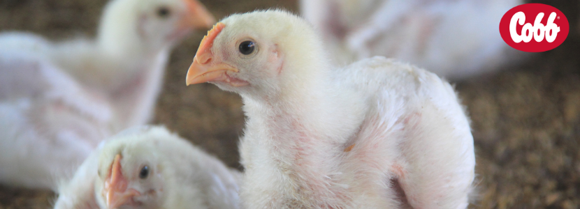 Biosecurity: Protecting our flocks to sustain the supply chain by Cobb-Vantress