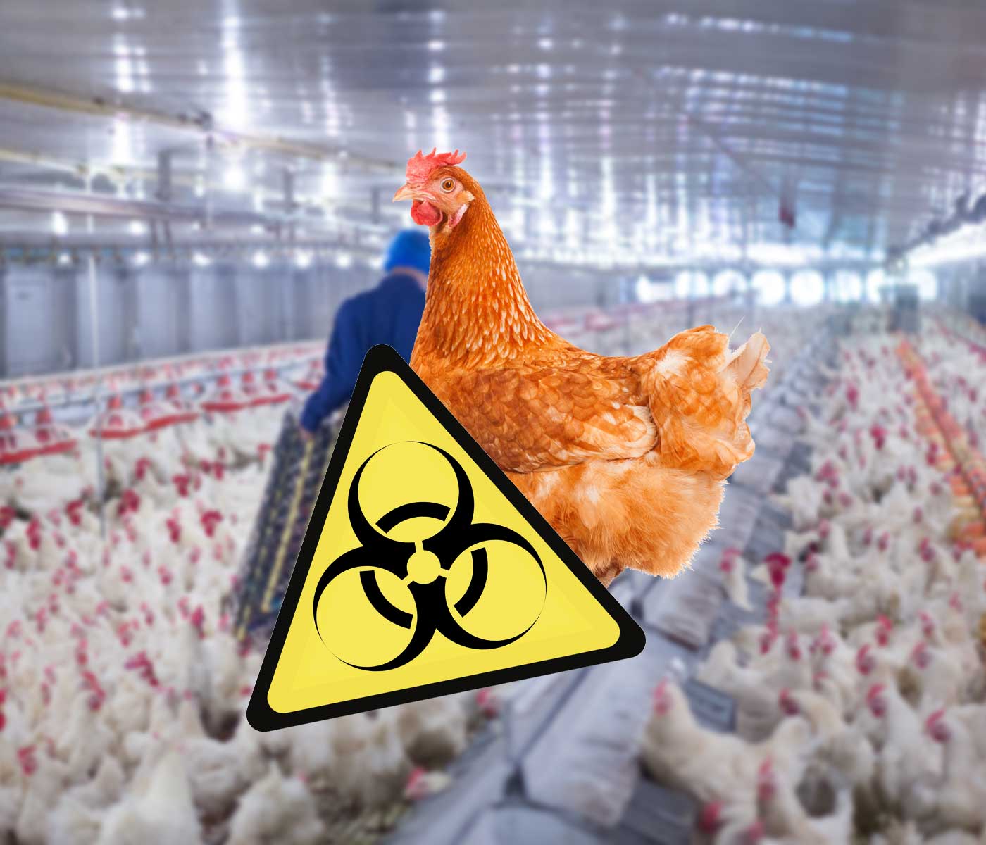 Bioseguridad en las granjas avícolas a la luz del Real Decreto 637/2021: una apuesta One Health- Parte 2