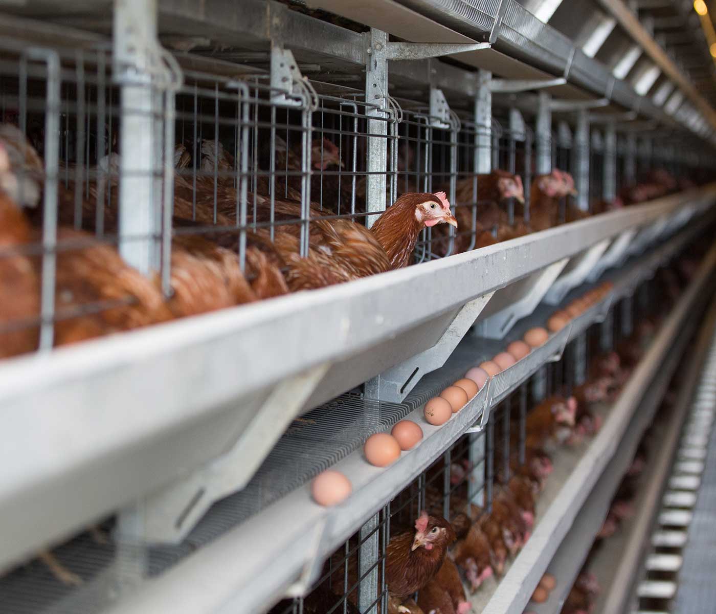 Puntos críticos en la nutrición de gallinas ponedoras