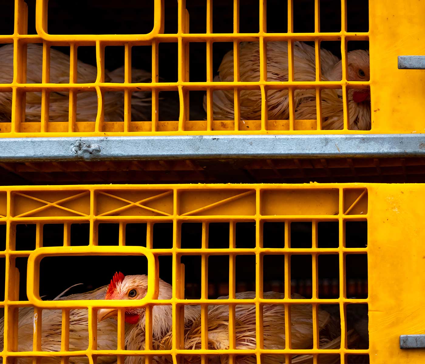 Factores relacionados con la mortalidad de los pollos durante su transporte al matadero (Primera parte)