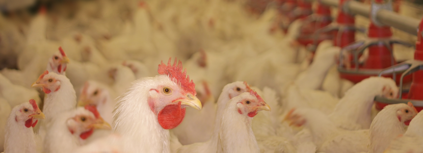 Optimizando la nutrición en reproductoras de pollos de engorde