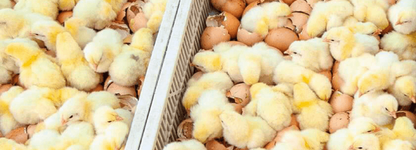 Enfermedades aviares que afectan los nacimientos y la calidad de la cáscara de los huevos
