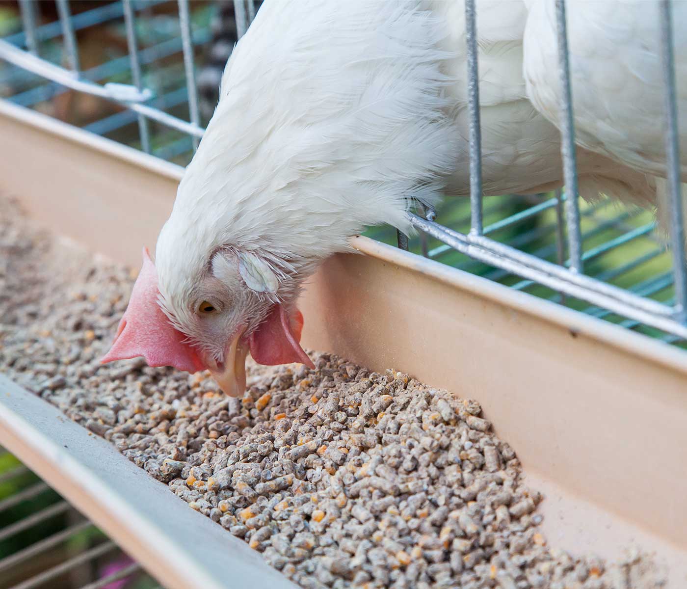 Presentación del pienso y sus efectos en rendimiento y salud de pollos de engorde