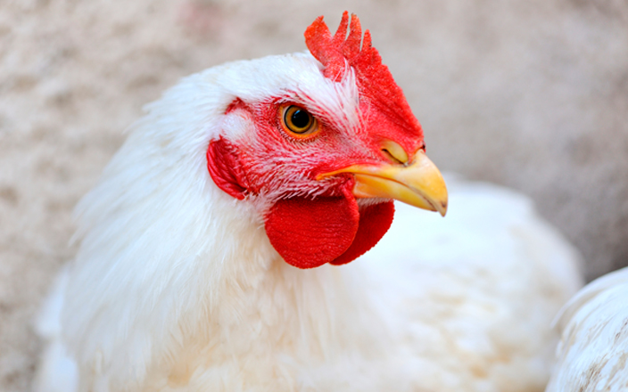 Característica del bebedero para reproductoras de pollos de engorde de Ziggity, cuyos beneficios se ven reflejados en la planta de incubación